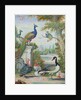 Exotic Birds and Domestic Fowl in a Picturesque Park, early 18th century by Jakob Bogdany