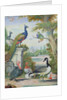Exotic Birds and Domestic Fowl in a Picturesque Park, early 18th century by Jakob Bogdany