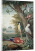 Parrots and a Lizard in a Picturesque Park, early 18th century by Jakob Bogdany