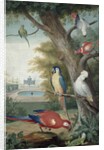 Parrots and a Lizard in a Picturesque Park, early 18th century by Jakob Bogdany