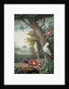 Parrots and a Lizard in a Picturesque Park, early 18th century by Jakob Bogdany