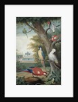 Parrots and a Lizard in a Picturesque Park, early 18th century by Jakob Bogdany