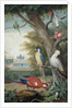 Parrots and a Lizard in a Picturesque Park, early 18th century by Jakob Bogdany
