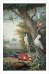 Parrots and a Lizard in a Picturesque Park, early 18th century by Jakob Bogdany