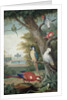 Parrots and a Lizard in a Picturesque Park, early 18th century by Jakob Bogdany