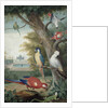 Parrots and a Lizard in a Picturesque Park, early 18th century by Jakob Bogdany