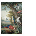 Parrots and a Lizard in a Picturesque Park, early 18th century by Jakob Bogdany