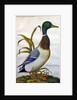 Study of a mallard duck, c.1790 by German School