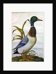 Study of a mallard duck, c.1790 by German School