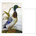 Study of a mallard duck, c.1790 by German School