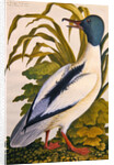 Study of a mallard duck, c.1790 by German School