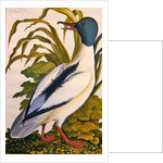 Study of a mallard duck, c.1790 by German School