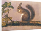 Study of a squirrel on a branch, c.1840 by English School