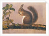 Study of a squirrel on a branch, c.1840 by English School