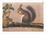 Study of a squirrel on a branch, c.1840 by English School