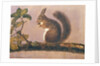 Study of a squirrel on a branch, c.1840 by English School