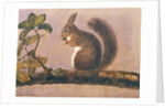 Study of a squirrel on a branch, c.1840 by English School