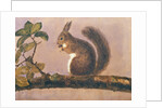 Study of a squirrel on a branch, c.1840 by English School