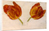 Studies of tulips, c.1830 by Dutch School