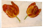 Studies of tulips, c.1830 by Dutch School