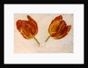 Studies of tulips, c.1830 by Dutch School