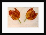 Studies of tulips, c.1830 by Dutch School