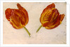 Studies of tulips, c.1830 by Dutch School