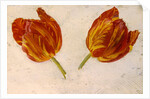 Studies of tulips, c.1830 by Dutch School