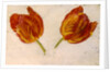 Studies of tulips, c.1830 by Dutch School
