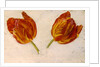 Studies of tulips, c.1830 by Dutch School