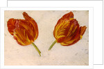 Studies of tulips, c.1830 by Dutch School
