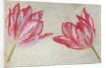 Studies of tulips, c.1830 by Dutch School