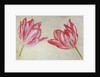 Studies of tulips, c.1830 by Dutch School