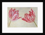 Studies of tulips, c.1830 by Dutch School