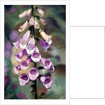 Purple Fingers, 2010 by Cruz Jurado Traverso