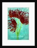Red wildflowers, 2021 by Courtenay Kusitor
