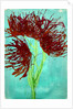 Red wildflowers, 2021 by Courtenay Kusitor