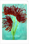 Red wildflowers, 2021 by Courtenay Kusitor