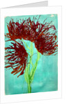 Red wildflowers, 2021 by Courtenay Kusitor