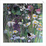 The White Garden by Claire Spencer