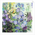 Delphiniums and Foxgloves by Claire Spencer