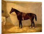 Portrait of the Horse, Which Belonged to Major Burton at the Balaclava Charge by Thomas W. Bretland