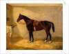 Portrait of the Horse, Which Belonged to Major Burton at the Balaclava Charge by Thomas W. Bretland