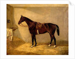 Portrait of the Horse, Which Belonged to Major Burton at the Balaclava Charge by Thomas W. Bretland