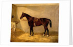 Portrait of the Horse, Which Belonged to Major Burton at the Balaclava Charge by Thomas W. Bretland