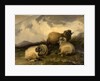 Mountain Sheep 1846 by Thomas Sidney Cooper