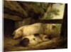 Study of Pigs by George Morland