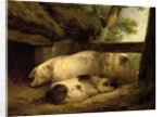 Study of Pigs by George Morland
