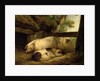 Study of Pigs by George Morland