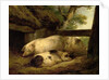 Study of Pigs by George Morland